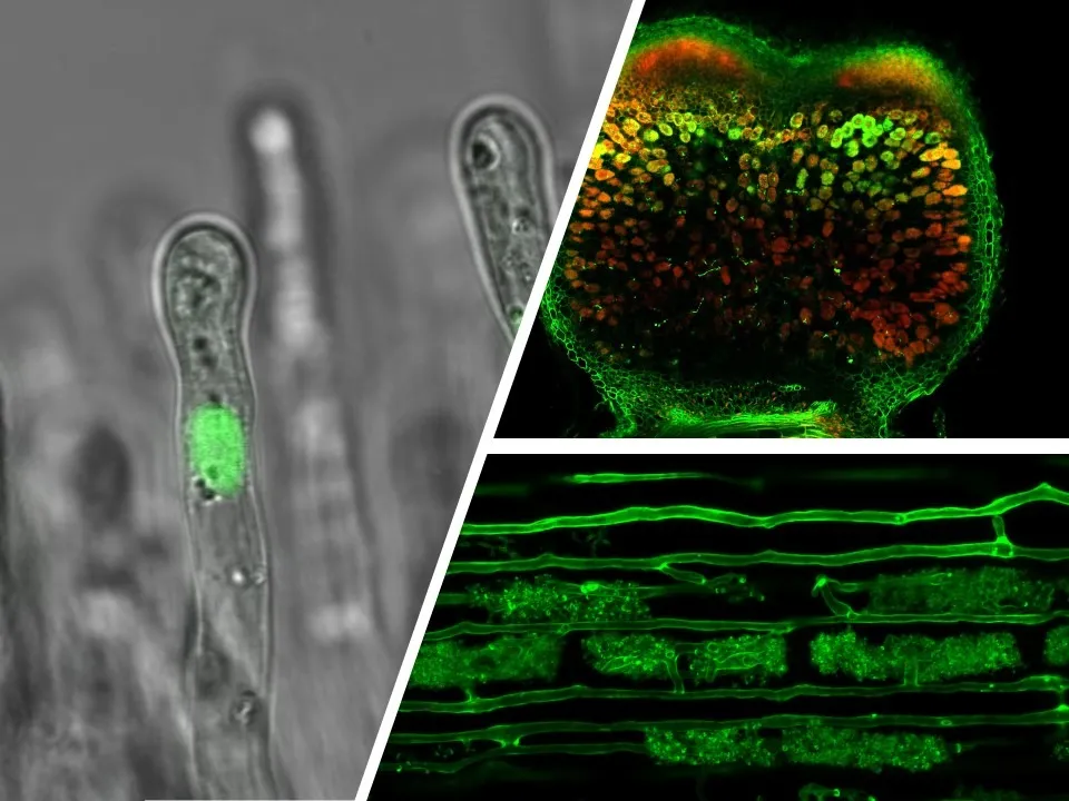 Слева - корневой волосок Medicago truncatula с ядром цветущей клетки; вверху справа - окрашенные