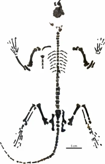 скелет Mixodectes pungens